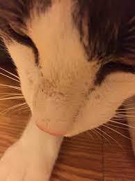 Hair Loss On Cat S Nose Thecatsite
