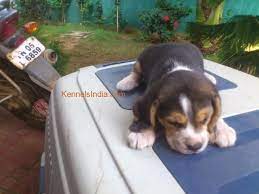 Beagle in dogs & puppies for rehoming in canada. Cutest Show Quality Beagle Puppy For Sale In Chennai