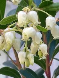 Image result for Andrachne