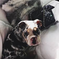 Download hd wallpapers for free. The Complete Guide To Kylie Jenner S Pets Teen Vogue