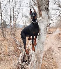 Doberman Dobermanpinscher Dog Dogsofinstagram Dogs Dobie Dobermansofinstagram Dobermanpride Dobermann Doberman Dogs Doberman Pinscher Dog Dog Breeds