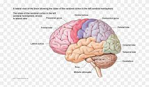 Muscles contracting or glands secreting hormones are the response of the diagram summarises how information flows from receptors to effectors in the nervous system. Brain Png Free Download Nervous System Diagram Brain Free Transparent Png Clipart Images Download