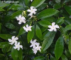 Image result for Tabernaemontana odoratissima