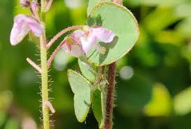Image result for Desmodium