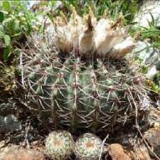 The cactus collection 1996 (eastwest/japan). Pdf A Synopsis Of The Genus Parodia Spegazzini S L Cactaceae