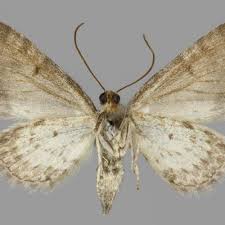 Image result for Eupithecia subumbrata