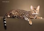 Bengal Cat Breeders & Rescues Directory | Bengalcats.co