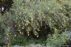 Image result for Freylinia