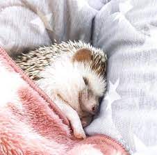 Adorable Furless Animals 18 Pics Sleepy Animals Baby Animals Pictures Hedgehog Pet