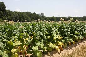 Image result for Nicotiana tabacum