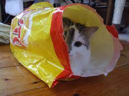 Government · 8 months ago. Whilst Everyone S Screaming About Joris Bohnson Screwing Over N I Here S A Pic Of Our Cat Hiding In A Big Bag Of Tayto Northernireland