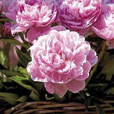 Buy peony plants online here! 3 Count Peony Bulbs In The Plant Bulbs Department At Lowes Com