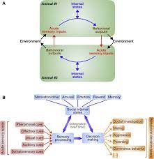 Receive sms online for free,no registration. Neural Circuit Mechanisms Of Social Behavior Sciencedirect