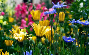 660x330 beautiful flower wallpapers for desktop full screen. 50 Flowers Wallpapers For Desktop Free Download On Wallpapersafari