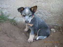 Neko the rough collie puppy at 7 weeks old—we got neko when she was 7 weeks old. Australian Blue Heeler X Border Collie Puppies For Sale In Tamworth Ontario Nice Pets In Canada