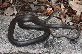 yellow faced whip snake the australian museum