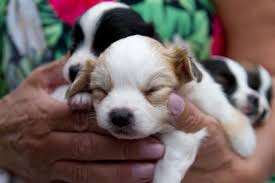 Plus, they get along well with children. Papillon Puppies Help Heal Wareham