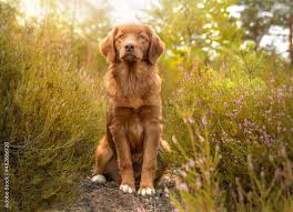 Image result for nova scotia duck tolling retrívr