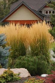 Buy Karl Foerster Feather Reed Grass