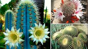 La respuesta a tu pregunta podría ser muy simple, y al mismo tiempo muy imprecisa. Tipos De Cactus Conoce Su Clasificacion Con Ejemplos Y Caracteristicas