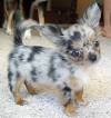 Apple Head Long Haired Teacup Chihuahua