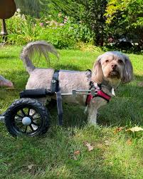 Image result for invalid dog wheelset