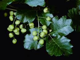 Poison ivy is native throughout the united states and much of southern canada and can be found in a wide variety of locations including dry or wet woodlands, thickets, valleys, clearings, fence rows, roadsides and waste ground. How To Remove Poison Sumac From Your Garden