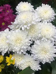 See more of caring help for mums on facebook. How To Care For Potted Garden Mums