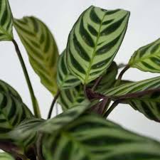 Image result for Ktenante Ctenanthe