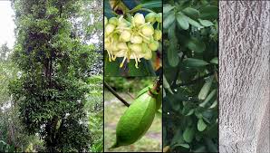 Image result for Brexia