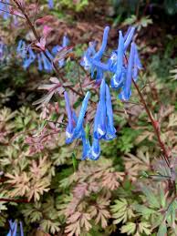 Image result for Corydalis