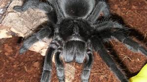 The require very little space. How To Care For A Brazilian Black Tarantula G Pulchra Youtube