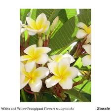 White And Yellow Frangipani Flowers With Leaves In Postcard Zazzle Com In 2020 Flowers Photography Acrylic Art Frangipani