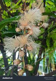 Image result for Barringtonia