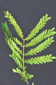 Image result for Macphersonia