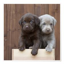 labrador welpen ii poster online bestellen posterlounge ch