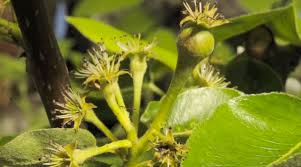 Look at the leaves and flowers of the fruit. Why Do Plants Give Us Fruit