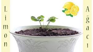 C vitamini bakımından oldukça güçlü bir besin olan limon. Evde Limon Agaci Nasil Yetistirilir Youtube