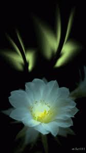 Find funny gifs, cute gifs, reaction gifs and more. Bela Flor Flowers Gif Beautiful Gif Beautiful Flowers