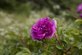 The Meaning Of Dark Purple Roses That Ll Make You Love Them More Gardenerdy