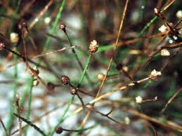 Image result for Eleocharis atropurpurea