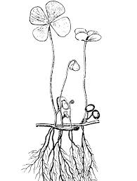 Some of the coloring pages shown here are clover coloring, clover coloring 6 7928, clover coloring 2 87690. Four Leaf Clover Coloring Page Free Printable Coloring Pages For Kids