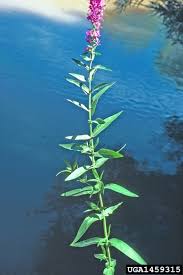 Maybe you would like to learn more about one of these? Invasive Species Purple Loosestrife