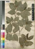 Image result for Grewia glandulosa