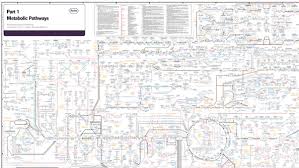 Electronic Version Of The Biochemical Pathways Chart The T