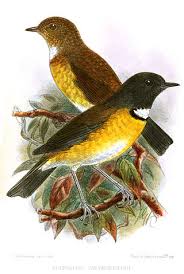 Image result for Neoschumannia cardinea