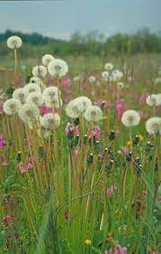 Growing Problem I Alaska Travel Photos British Wild Flowers Beautiful Nature Wild Flowers