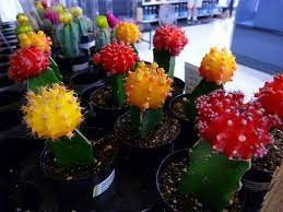 (it will rot only if you keep the soil always moist ). Sebastian Moon Cactus Please Water Thoroughly But Let Dry Out Between Watering Indirect Sunlight Over Watering Will Lead Grafted Cactus Cactus Care Cactus