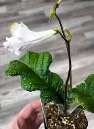 Image result for Streptocarpus leptopus