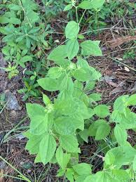 Image result for Centema subfusca